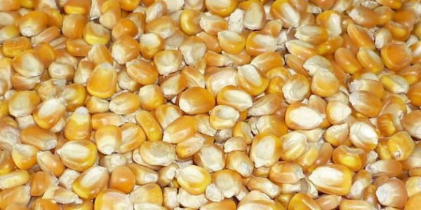 Cheap-price-Yellow-Corn-Maize-for-Animal