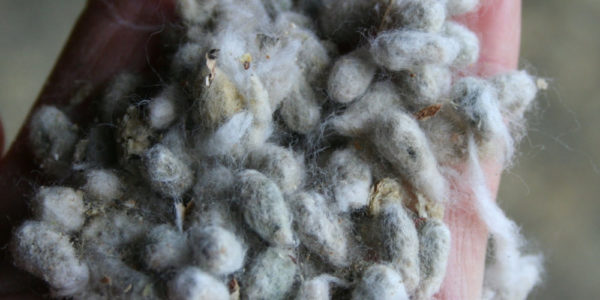High-quality-cotton-seeds-Fresh-and-Dried